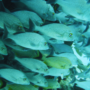School of fish